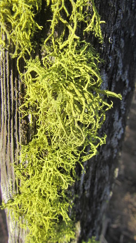iNaturalist observation photo of wolf lichen