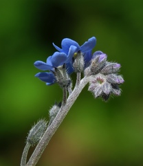 Myosotis decumbens