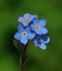 Myosotis decumbens