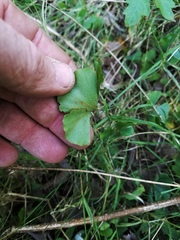 Marsilea macropoda