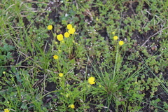 Ranunculus pedatus