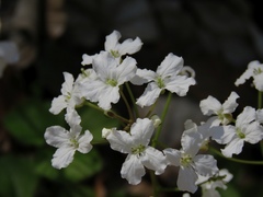 Cardamine trifolia