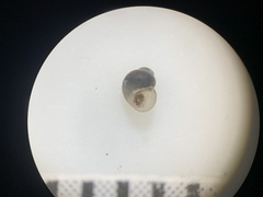 Pyrgulopsis