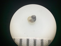 Pyrgulopsis