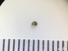 Pyrgulopsis