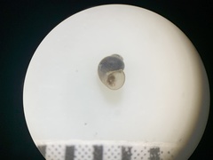 Pyrgulopsis