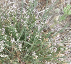 Thamnosma texana