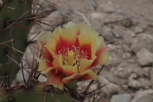 Image of Opuntia spinosibacca by (c) Reid Hardin, some rights reserved (CC BY)