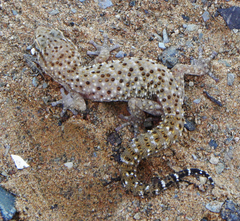 Pachydactylus capensis