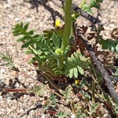 Emmenanthe penduliflora