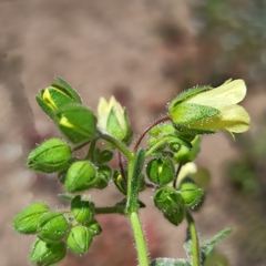 Emmenanthe penduliflora