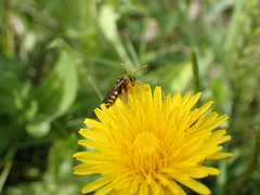 Nomada fulvicornis