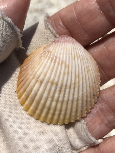 Yellow Prickly Cockle