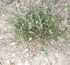 Thamnosma texana