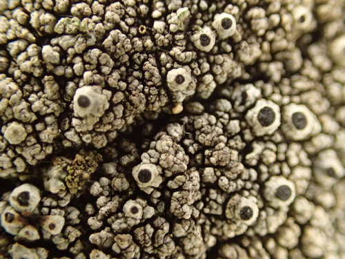iNaturalist observation photo of Thelomma Lichens