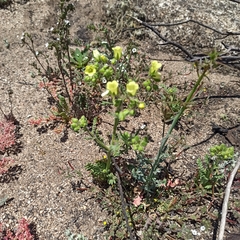 Emmenanthe penduliflora