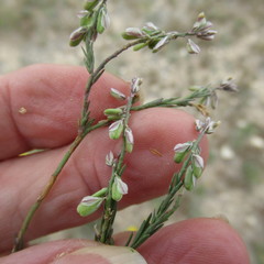 Thamnosma texana