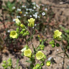Emmenanthe penduliflora