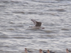 Larus glaucoides thayeri