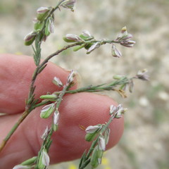 Thamnosma texana