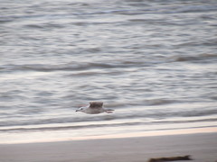 Larus glaucoides thayeri