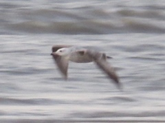 Larus glaucoides thayeri