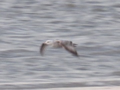 Larus glaucoides thayeri