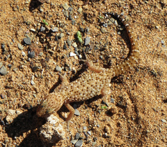 Pachydactylus capensis