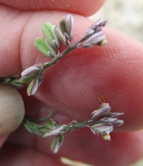 Thamnosma texana