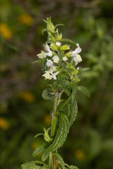 Stachydeae