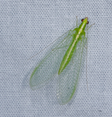 Chrysoperla harrisii