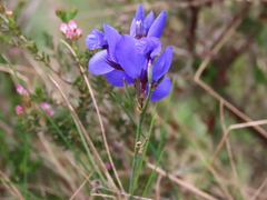 Polygala microphylla