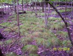 Carex bromoides bromoides