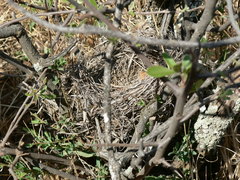 Crithagra flaviventris