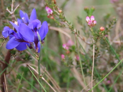 Polygala microphylla