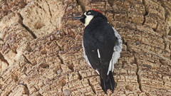 Melanerpes formicivorus