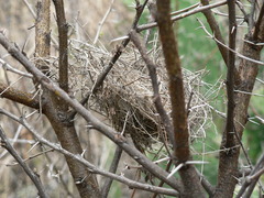 Crithagra flaviventris