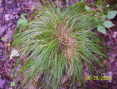 Carex bromoides bromoides