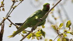 Psittacula krameri