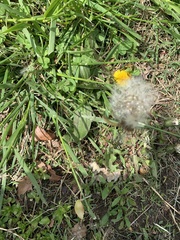 Taraxacum