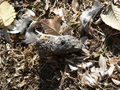 Bubo africanus africanus