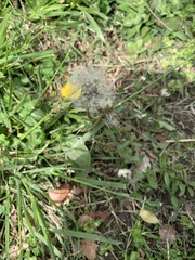 Taraxacum