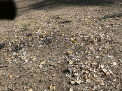 Bubo africanus africanus