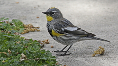 Setophaga coronata