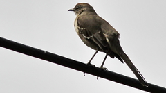 Mimus polyglottos