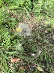 Taraxacum