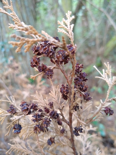 Atlantic White Cedar