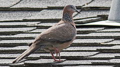 Streptopelia chinensis