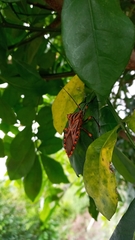 Thasopsis formidabilis