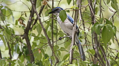 Aphelocoma californica